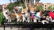 HALLOWEEN DOG COSTUME PARTY for CORGIS - Life After College: Ep. 447