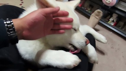 【秋田犬ゆうき】だいぶ大きくなったが飼い主からは離れない【akita dog】