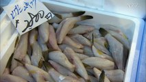 Panik në Japoni për peshkun vdekjeprurës  - Top Channel Albania - News - Lajme