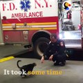 This stray cat wandered off the streets into a New York City EMS station and decided to stay forever. The staff treat her like a QUEEN 