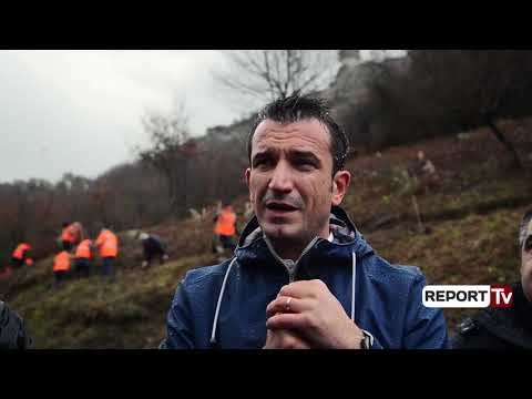 Përvjetori i vdekjes së Skënderbeut, Bashkia e Tiranës mbjell 550 ullinj rreth Kalasë së Petrelës