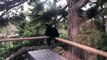 Bear Climbs Balcony for Surprise Visit