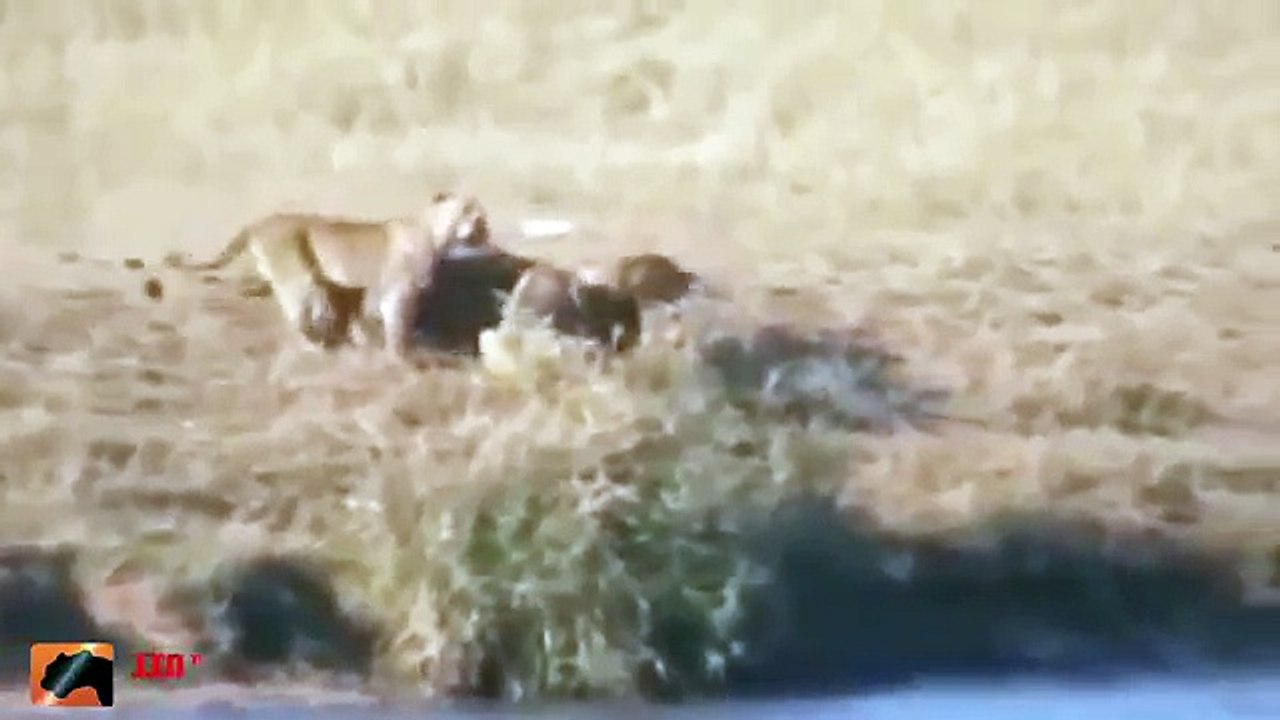 Crocodiles and Lions Scramble for Buffaloes - The Buffalo Pulled to Save Fellow