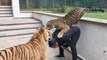 Il joue avec son jaguar et son tigre de compagnie