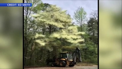 Une quantité impressionnante de pollen sur un arbre