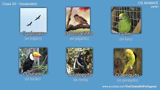 Clases de Portugués - Clase 20.3 - OS ANIMAIS (parte 1) - Vocabulario‬ - NIVEL BÁSICO B1