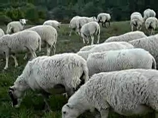 Brebis à Lemps, Drôme Provençale