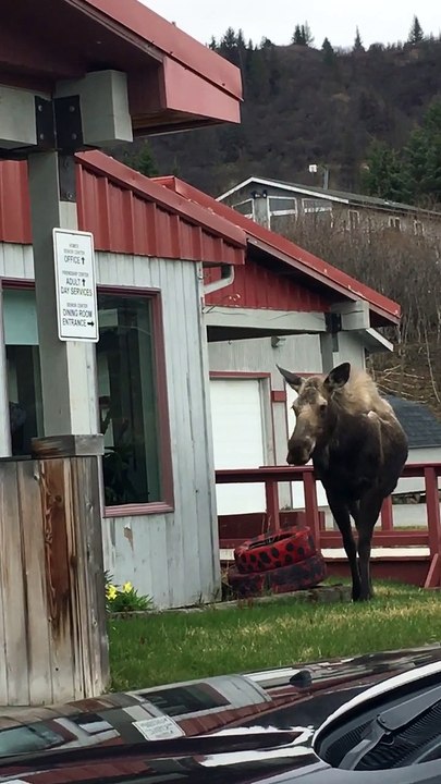 Moose Visits Senior Center