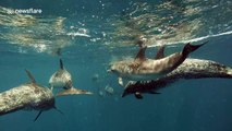Free diver captures ‘beautiful encounter’ with playful dolphins