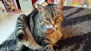 Single Cats | Funny Cat Video Compilation 2017
