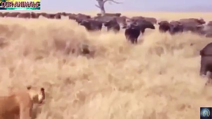 Buffaloes show Lions whos the BOSS!