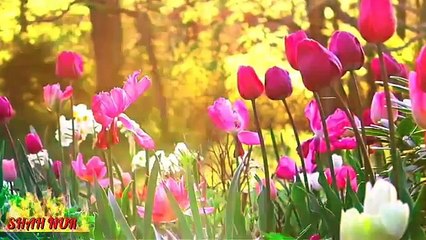 আমার ঘরের আঙিনাতে চাঁদের জোসনা জরে