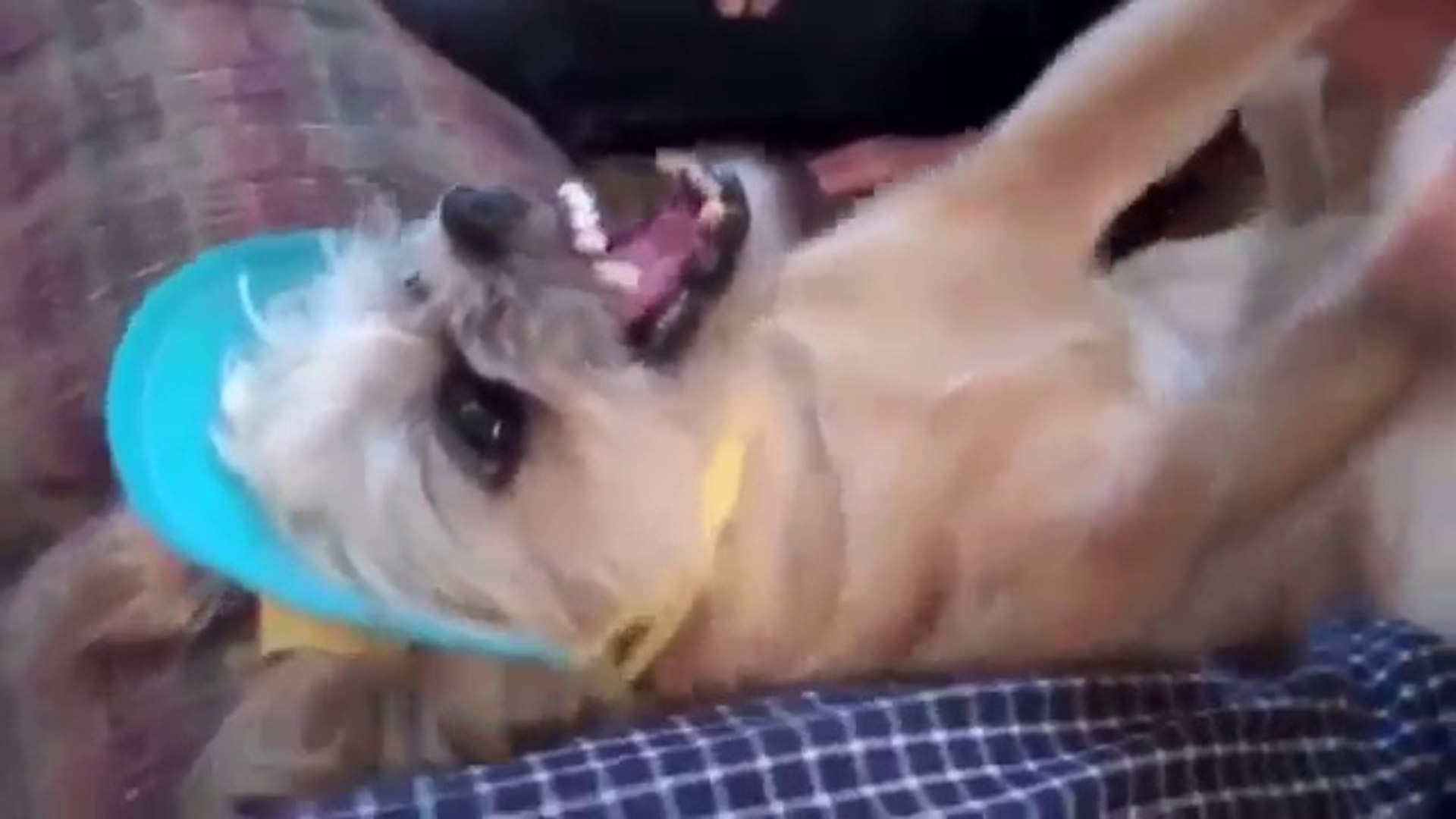 Funny videos.....FUNNY KID VIDEOS....Kids Funny Video....Funny animals falling... -