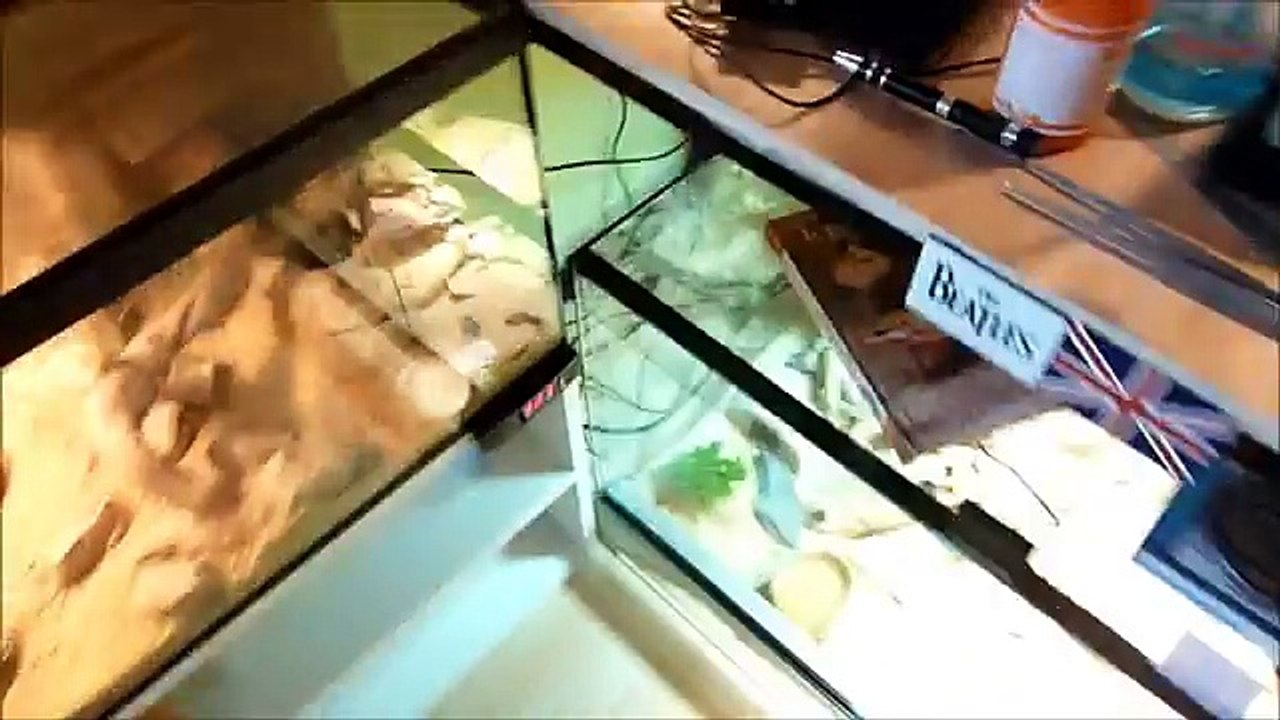 Bonus#1: Elevage de grillons, terrariums