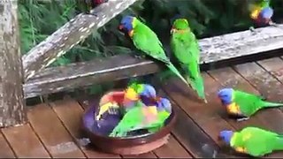 Amazing parrots bathe and play in the water