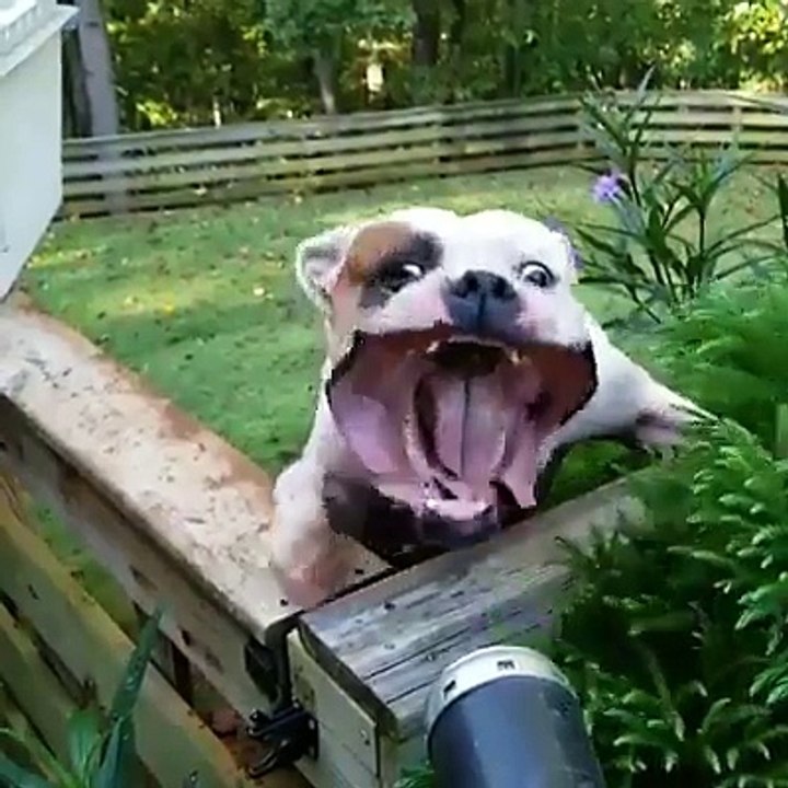 A funny dog plays in the air