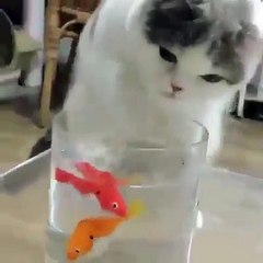 Amazing cat trying to catch fish from the cup