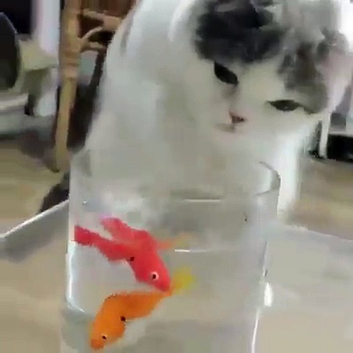 Amazing cat trying to catch fish from the cup
