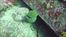 A cheeky green moray eel in the waters off Fiji couldn't resist coming in close for a kiss with a camera.The green moray eel is actually brown. The yellow tin