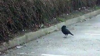 Crow hunts mouse trying to steal food