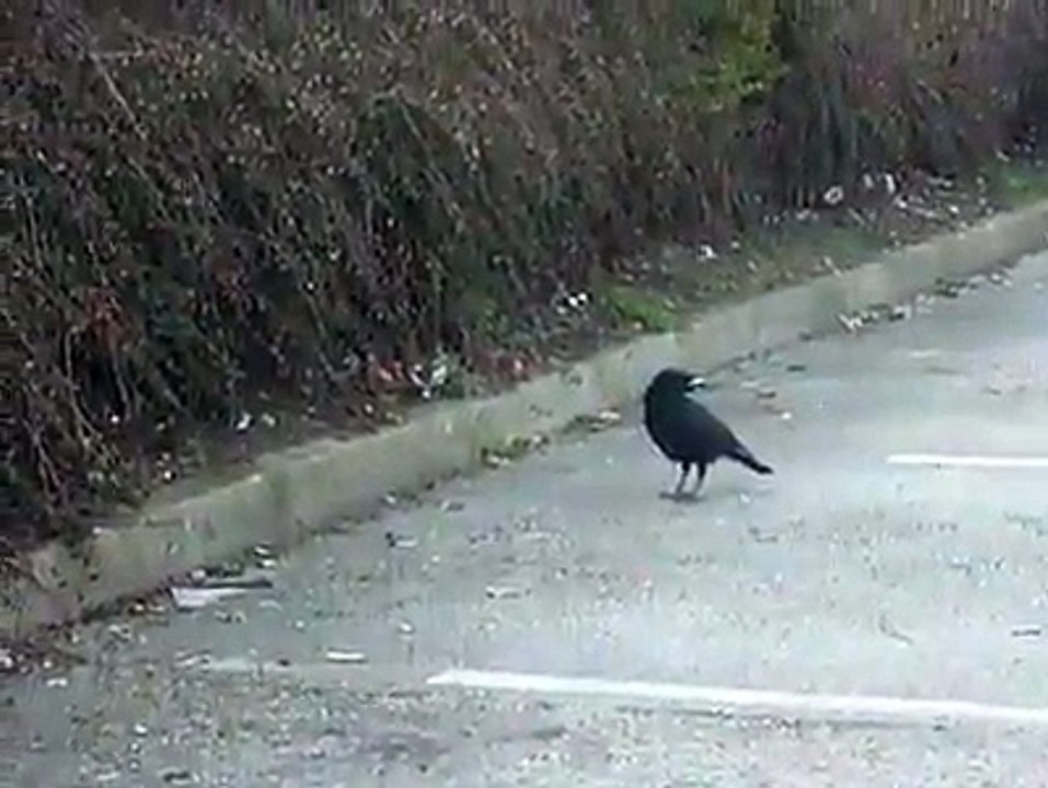 Crow hunts mouse trying to steal food