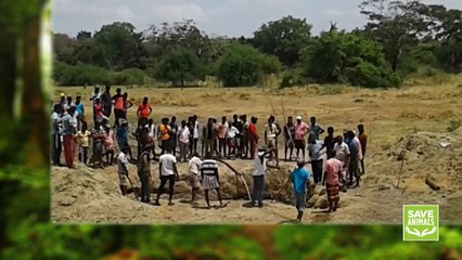 This elephant rescued from well !