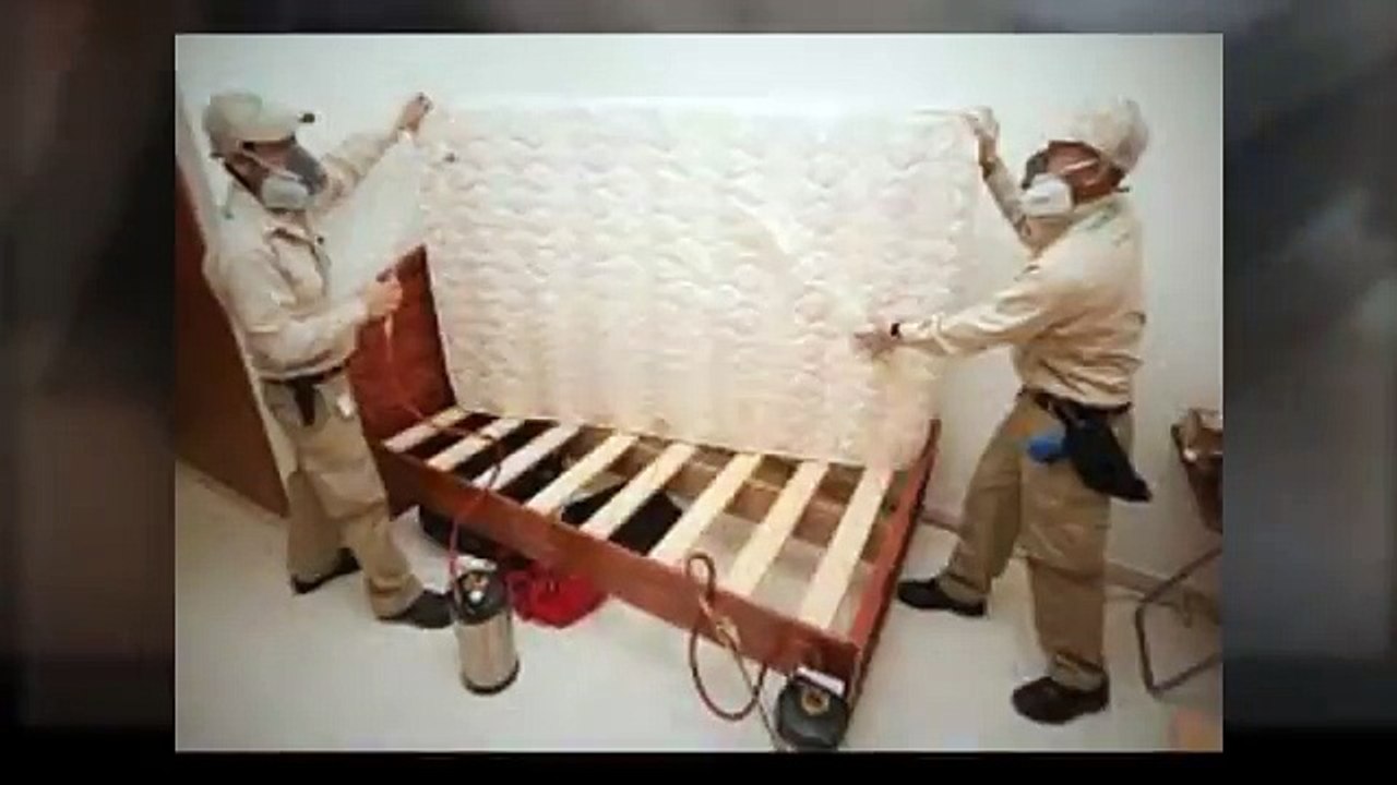 Bed Bug Exterminators Staten Island