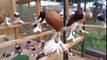 Beautiful Brunner Pouter Pigeons