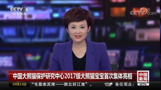 [中国新闻]中国大熊猫保护研究中心2017级大熊猫宝宝首次集体亮相 | CCTV-4