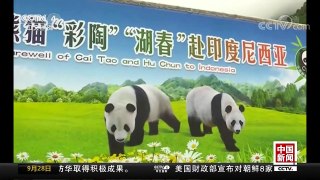 [中国新闻]两只中国大熊猫将首次旅居印尼 | CCTV-4
