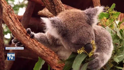 Pour sauver le koala, l’Australie prévoit près de 30 millions d’euros