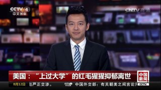 [中国新闻]美国：“上过大学”的红毛猩猩抑郁离世 | CCTV-4
