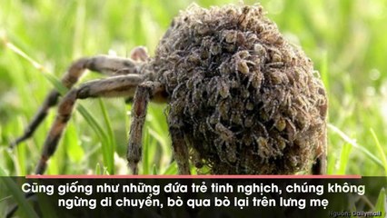 Hãi hùng cảnh tượng cả đàn nhện sói con lúc nhúc trên lưng mẹ