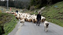 Koyun sürüleri yayla yollarında