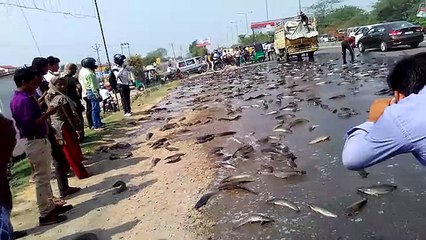 Huge numbers of Fishs Crawling on Road in India...!!!!!