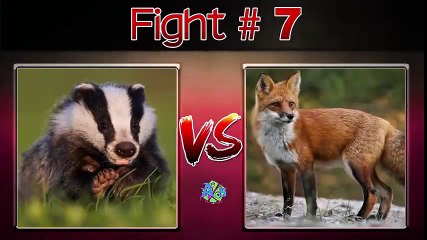 10 pertengkaran hewan yang perna ada