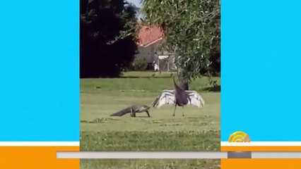 Yavrularını koruyan cesur bir anne turna kuşu. Timsahı nehre kadar yönlediriyor ve yuvasına hiçbir şey olmuyor.