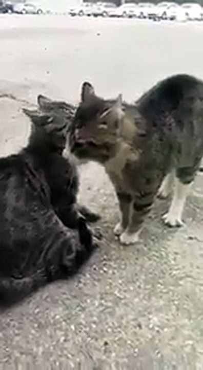 Kavga eden kediler nasıl ayrılır. Uygulamalı anlatım 
