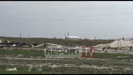 Report TV - Fier,fermerët:100 ha luleshtrydhe të përmbytura, ska ardhur asnjeri