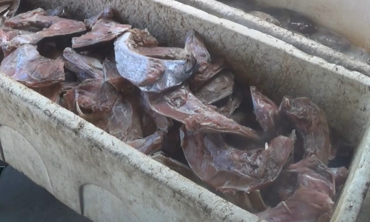 Kuliner Unik, Rahang Tuna Bakar Khas Manado