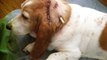 Common Dog Skin Problems and Their Causes | Dr Jennifer Creed