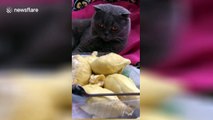 Cat faints after smelling durian fruit