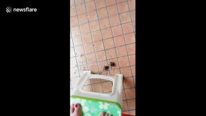Sparrow builds nest in trousers hanging in balcony