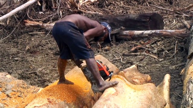 Gros dégâts dans la forêt Guinéenne