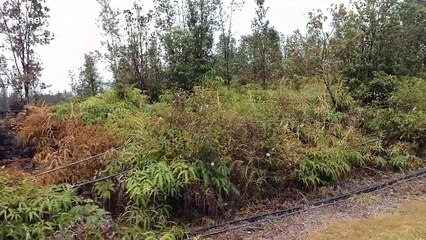 Local films black lava and ground fissures one week after Kilauea erupts