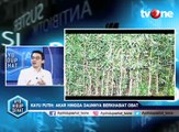 Mitos dan Fakta Kayu Putih