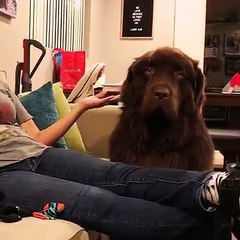 He apologizes to his dog and he forgives her. The animal's reaction is very sweet