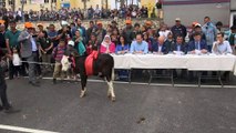 Tarsus’ta en güzel buzağı yarışması yapıldı