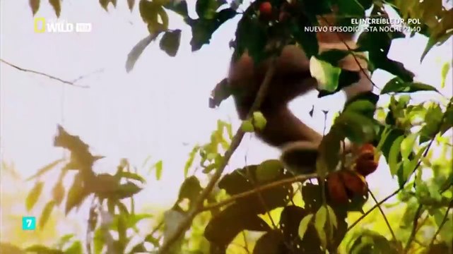 ANIMALES EL REY DE LA SELVA, EL TIGRE DE BENGALA DOCUMENTAL,DOCUMENTALES INTERESANTES,NATURALEZA DOCUMENTALES