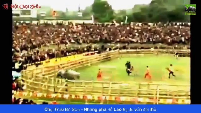 Chọi Trâu Đồ Sơn - Tổng hợp những pha Hổ Lao hạ đo ván đối thủ chết ngay tại xới